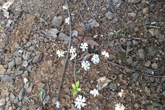 Nyctanthes arbor-tristis